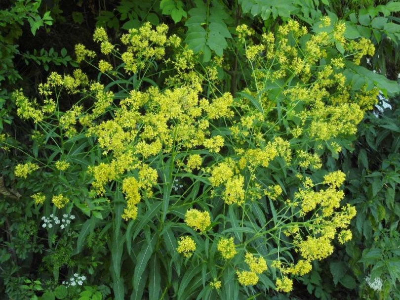 Magas zsombor - Sisymbrium strictissimum, Sisymbrium strictissimum, etnobotanika